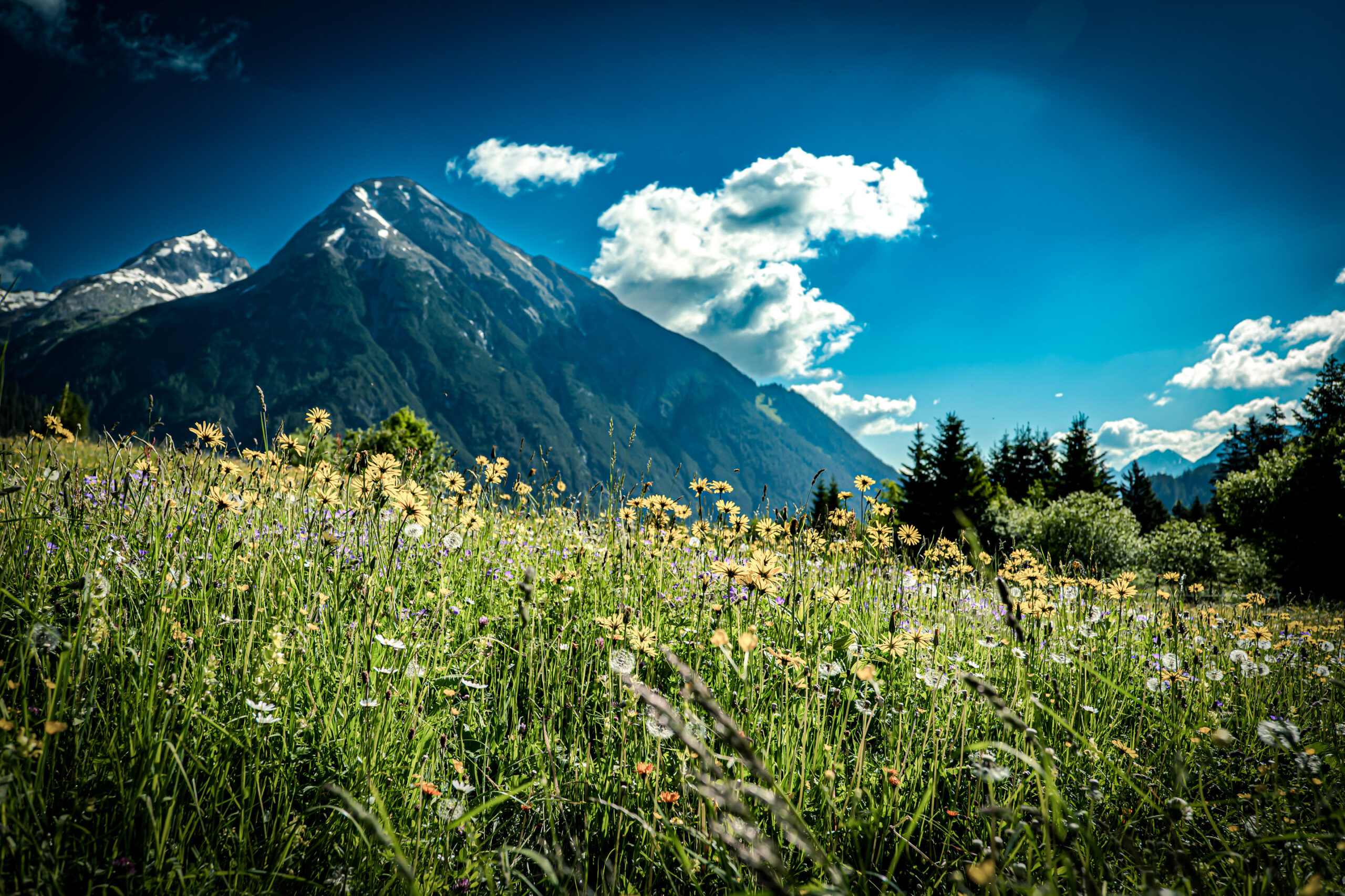 Blumenwiese